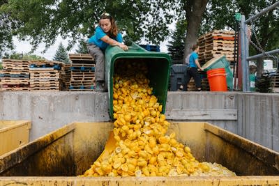 People pour corn in a box