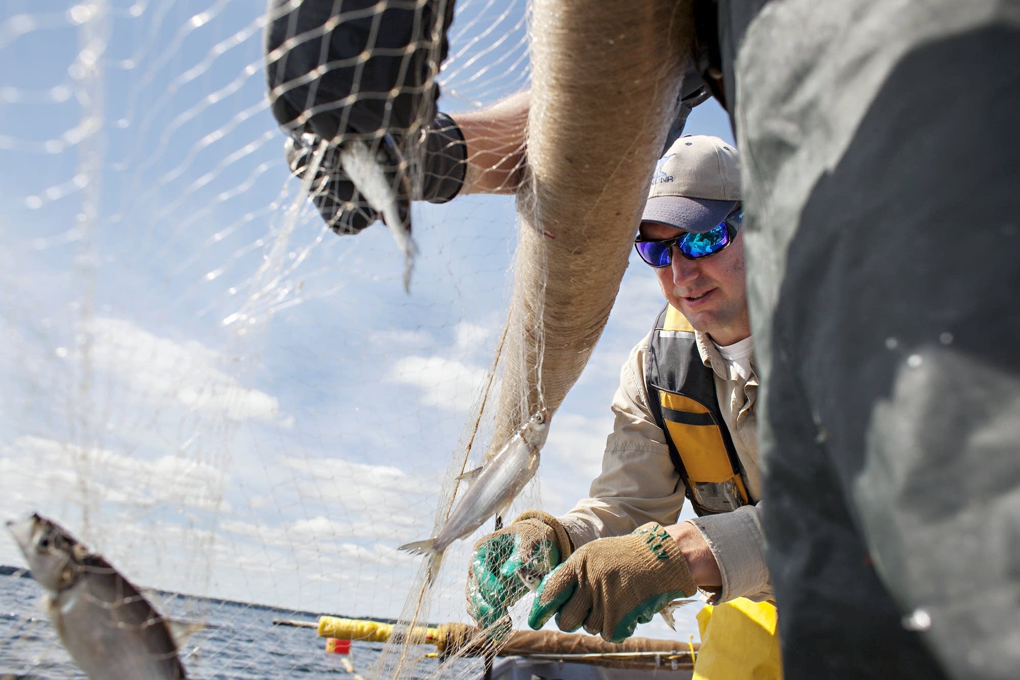 Project coordinator Casey Schoenebeck removes ciscoes
