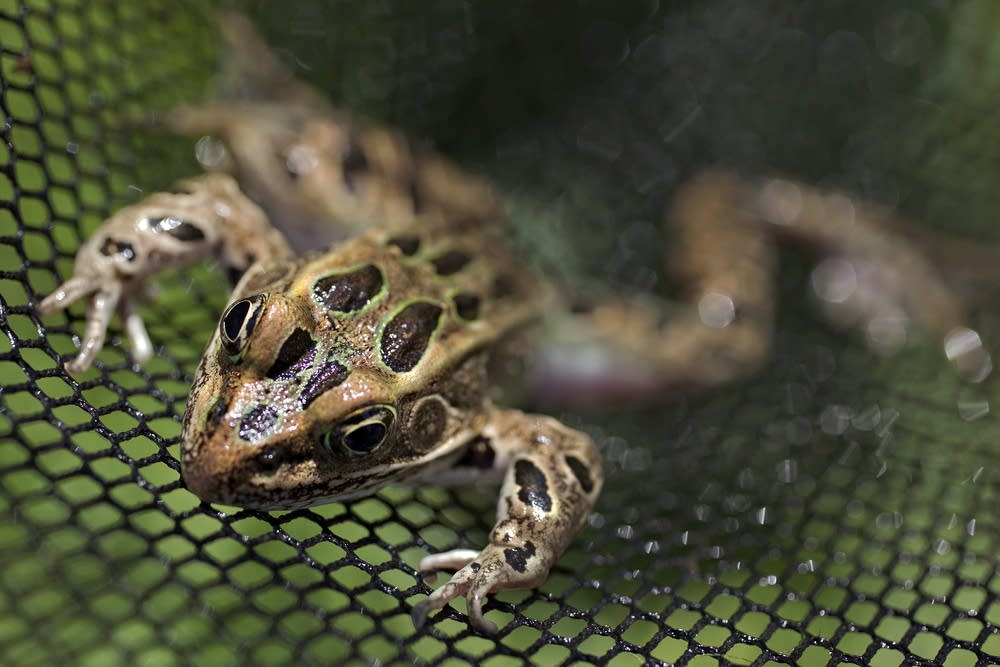 A leopard frog