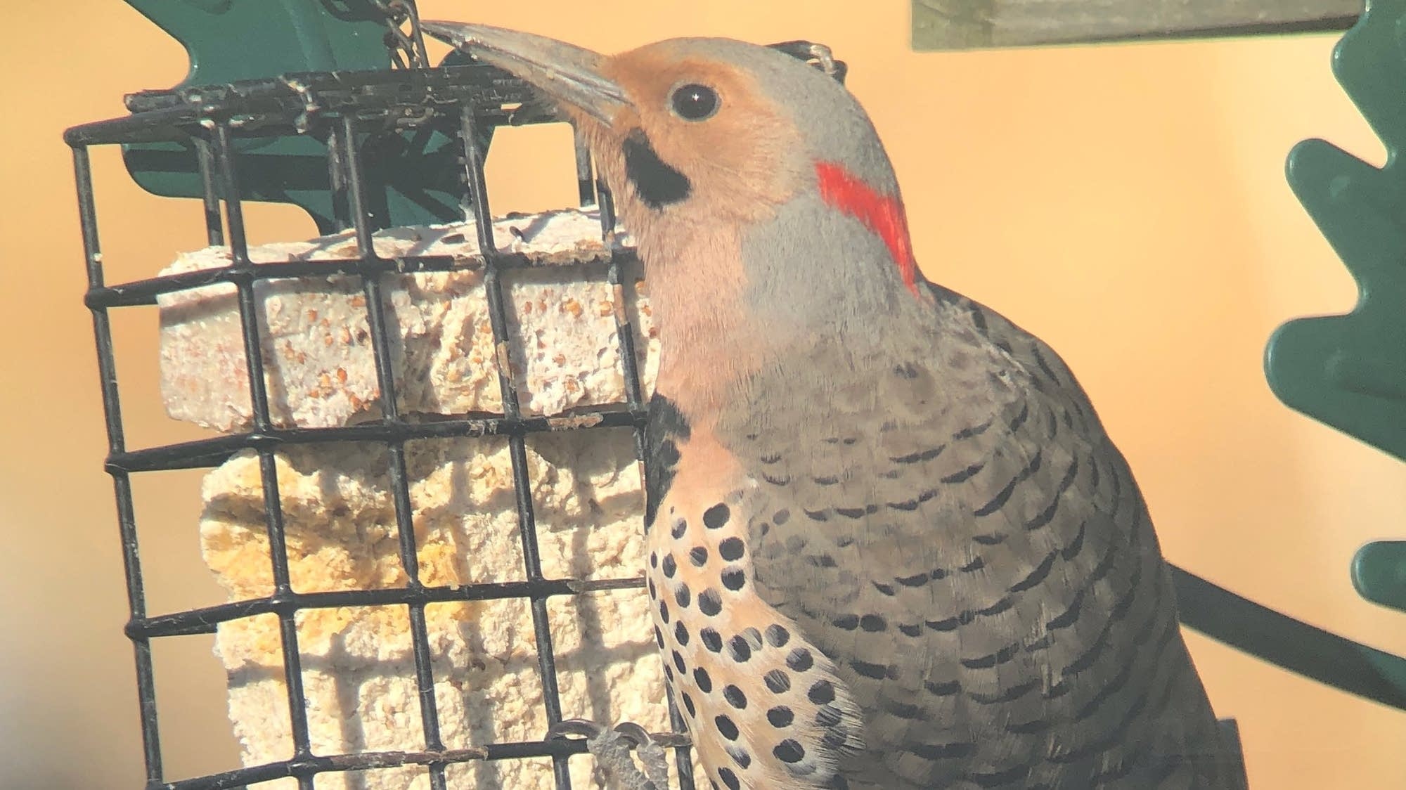 Bird watching in your backyard: What to listen for | MPR News