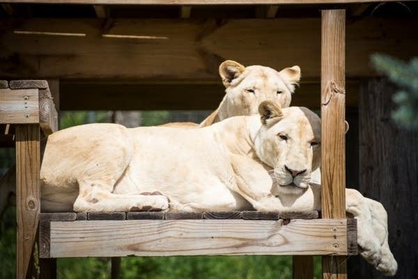 Two lions sit together 