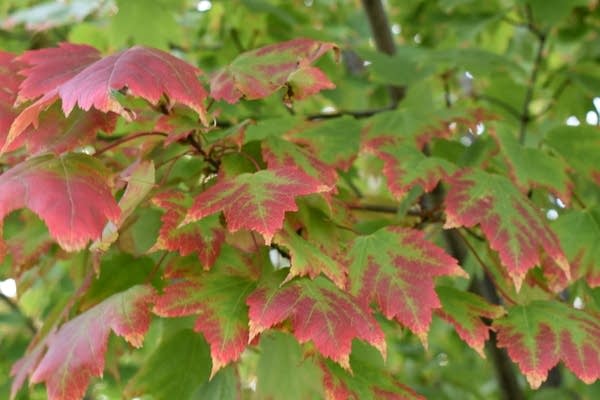 Mild Saturday temps; spotty showers, sprinkles possible