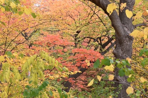 Good weather for Sunday leaf-peeping