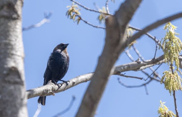 Bird watching at Wakan Tipi Center