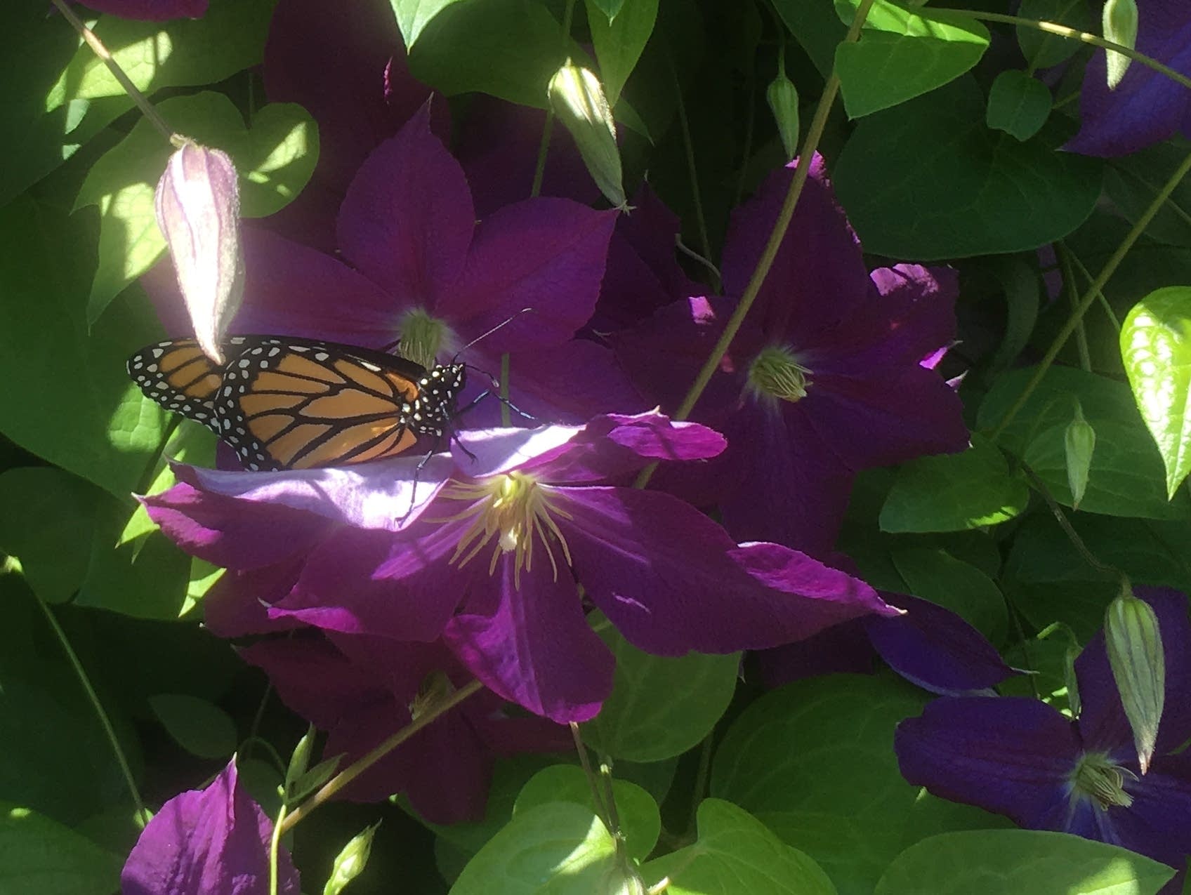 A monarch butterfly perches on a flower.
