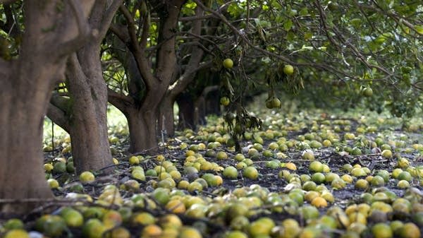 Florida's orange crop has taken a nosedive in recent years, thanks to hurricanes, disease, and a major uptick in real estate development. 