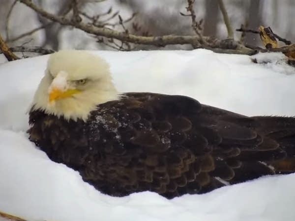 A bald eagle protecting eggs in a nest amid fresh snow 