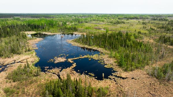 A cedar lake in the Nett Lake watershed