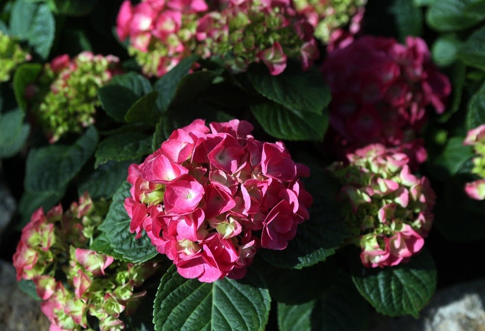 Hydrangeas