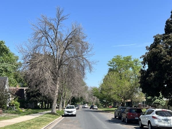 A dead tree stands along a city street, surrounded by other, living trees