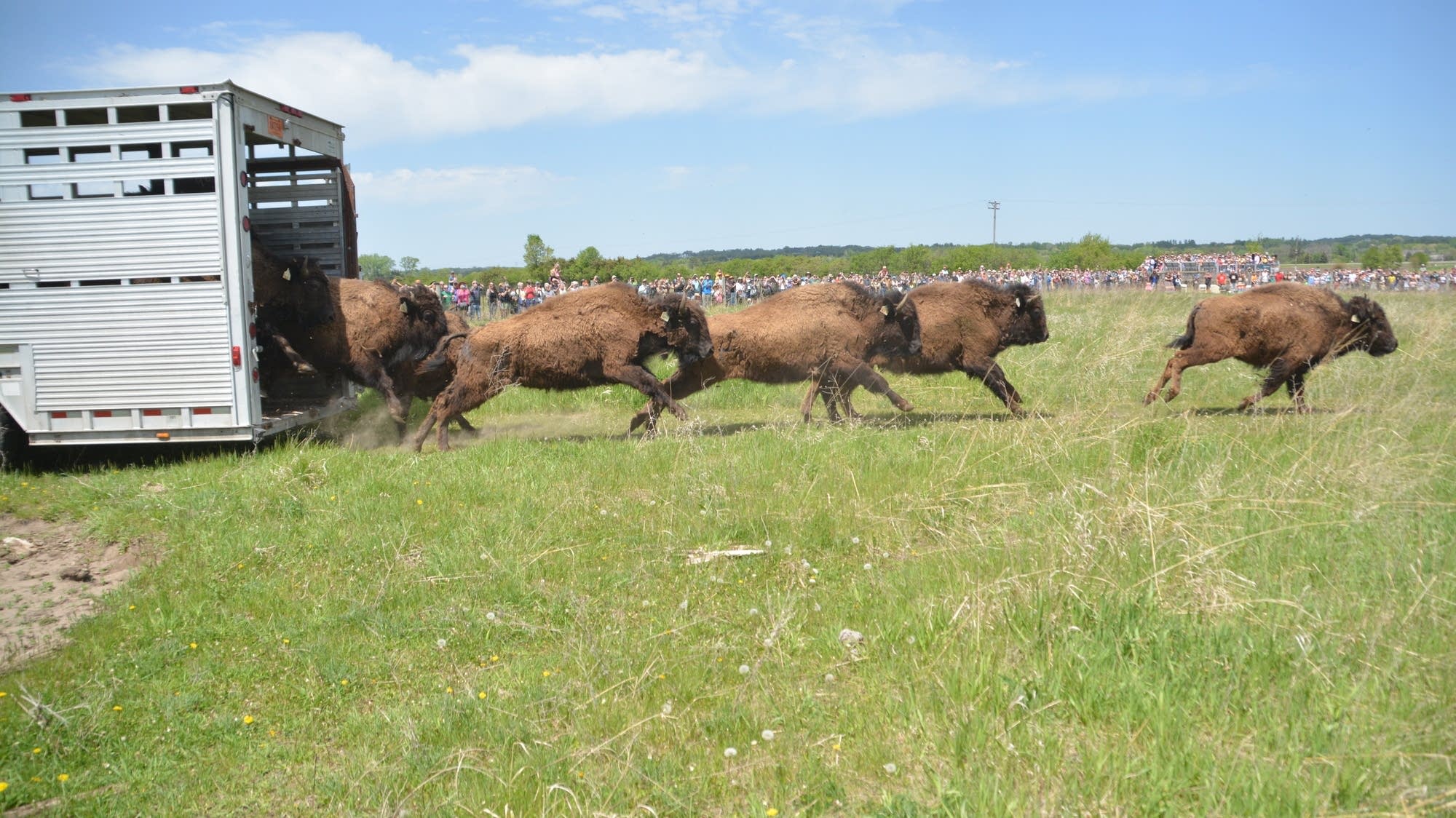 Bison restore prairielands at Belwin Conservancy — and draw big crowds