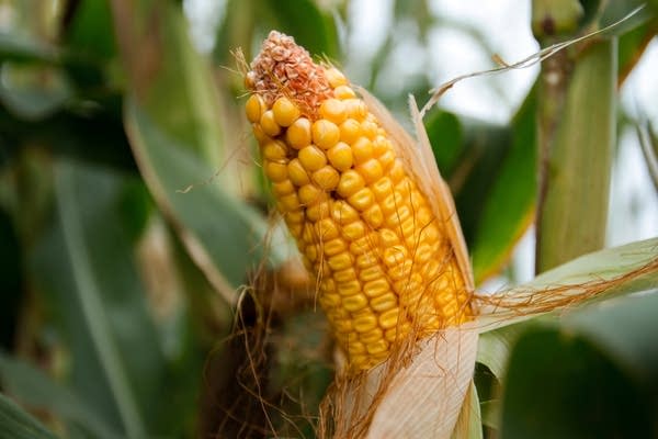 Breeders offering corn that's picky about pollen