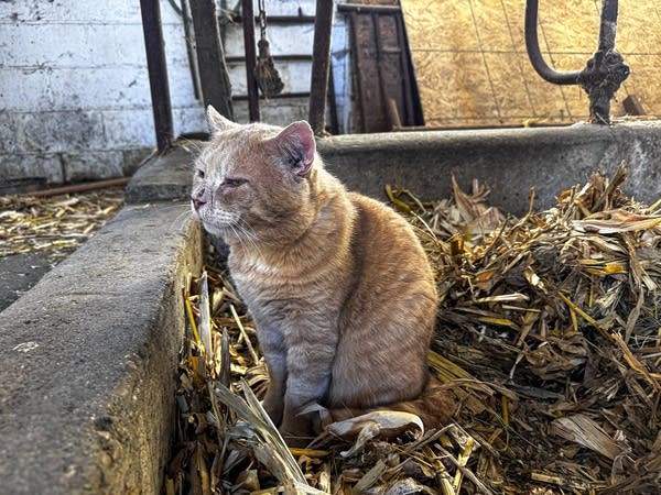 Lego looks around wearily after taking a nap