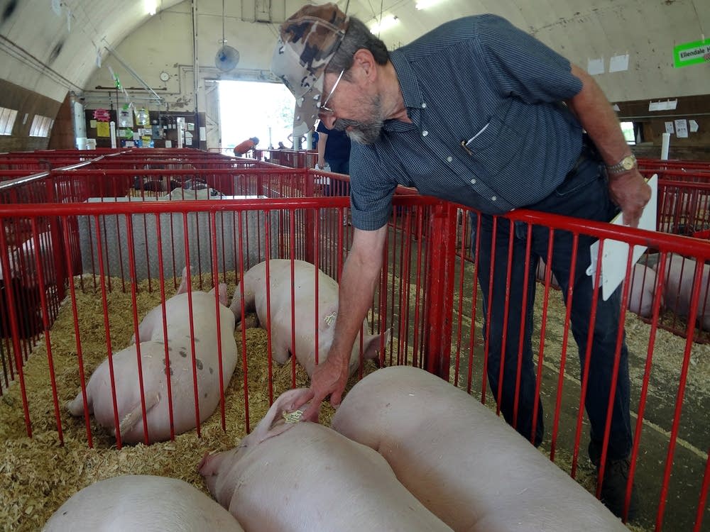 Veterinarian James Gute inspects pigs