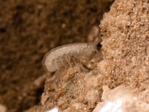 Invertebrate species found in a Minnesota cave