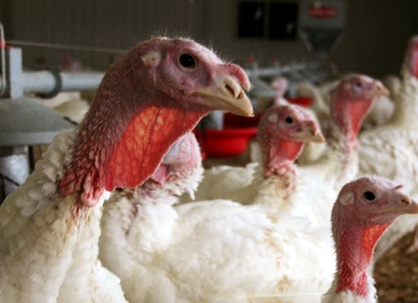 A Minnesota turkey flock