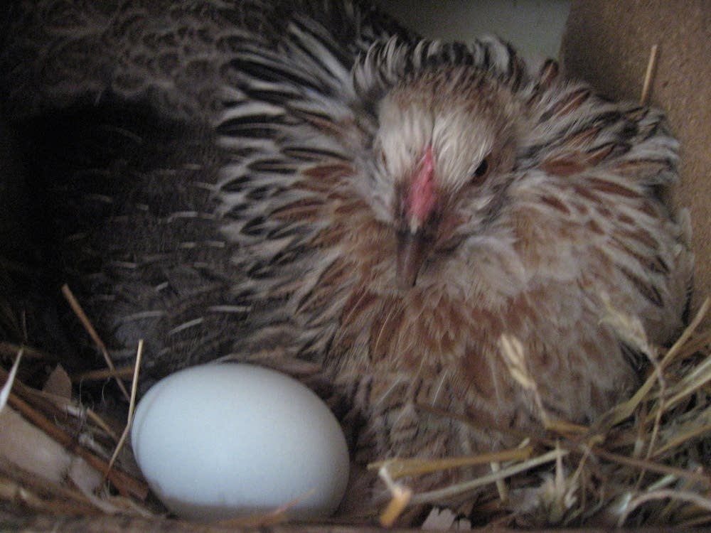 Hen and egg