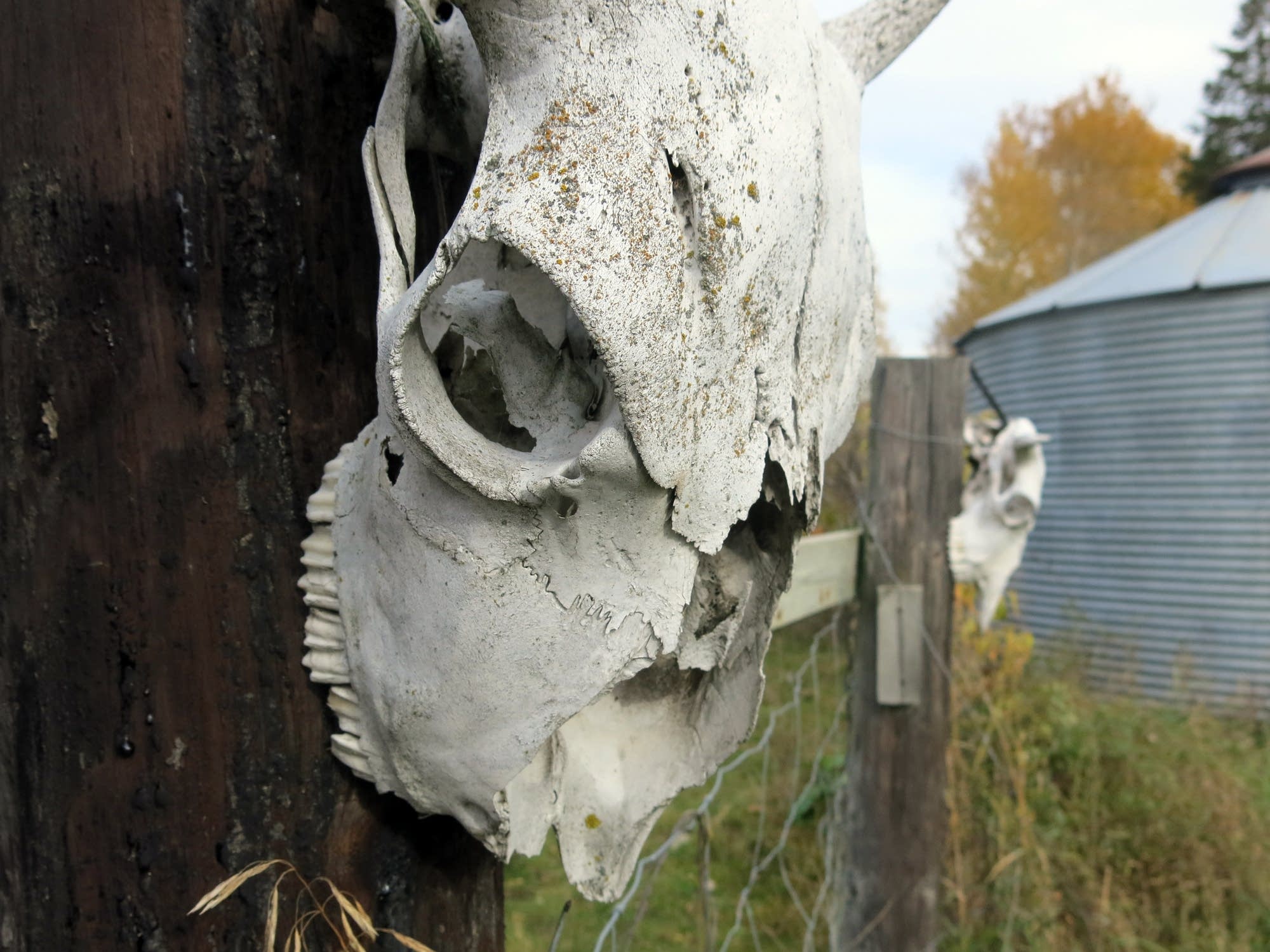 Sun-bleached buffalo skull