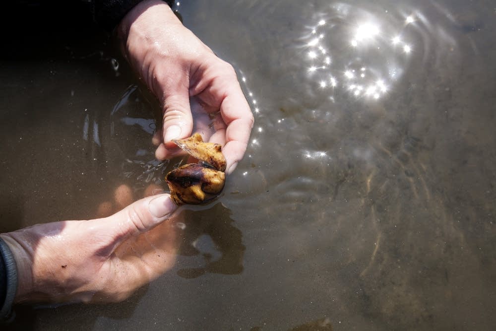 Allie Holdhusen held the shell of a native mussel.