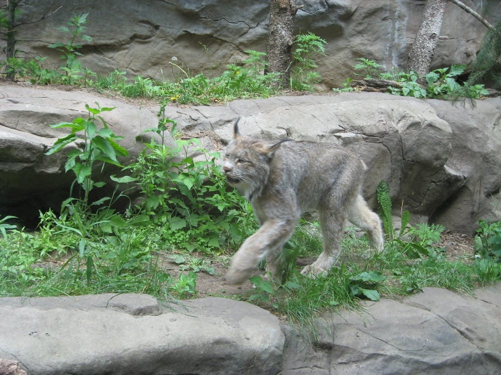 Canada Lynx