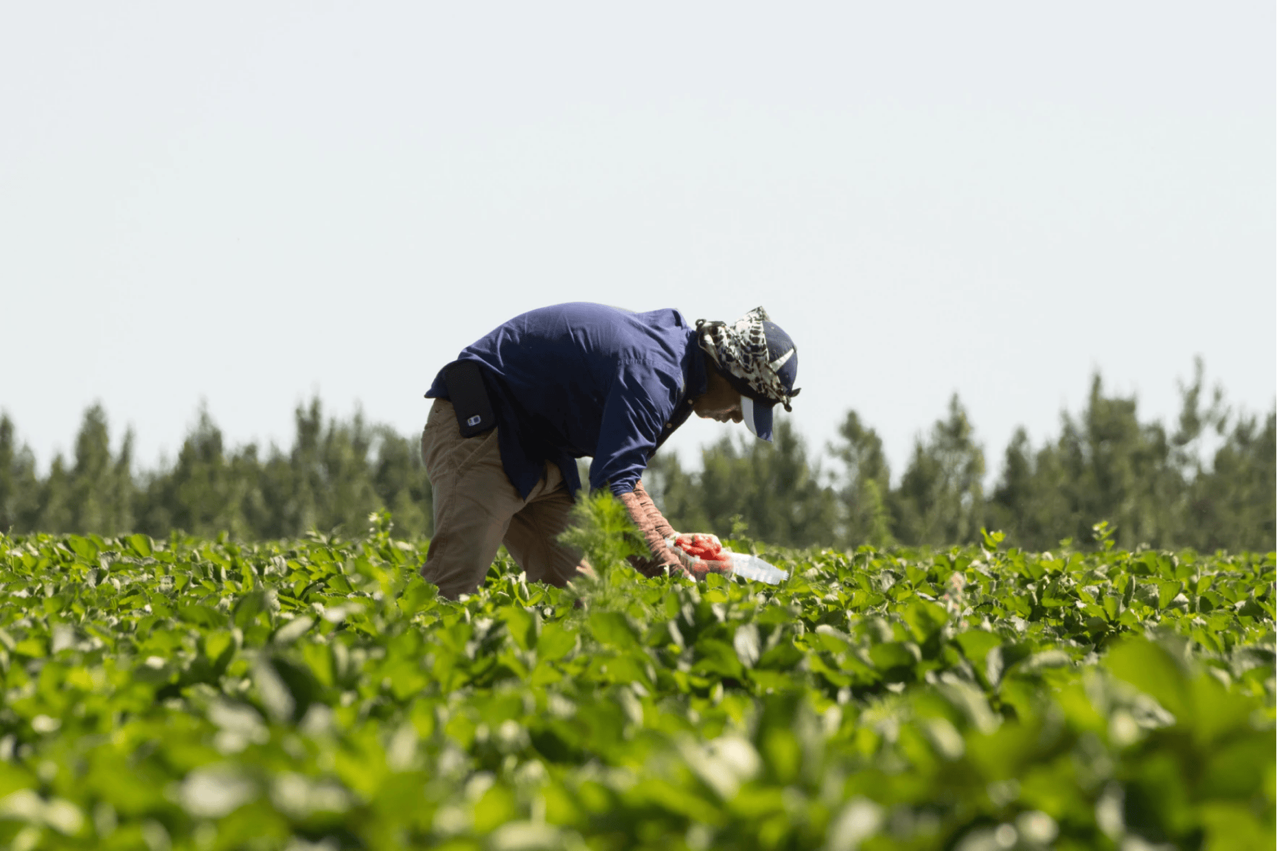 A person farms