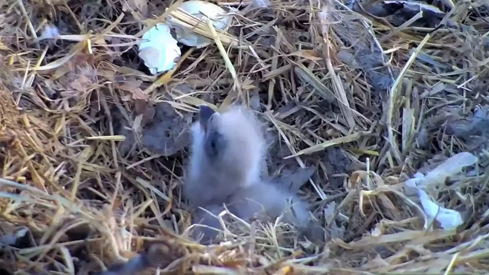 Egg hatches, chick visible in Minnesota DNR's EagleCam nest - Vimarsana News