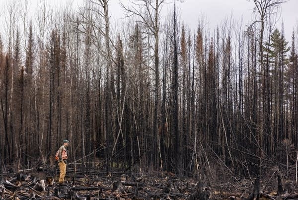 A person stands next to a dense area of burned trees.