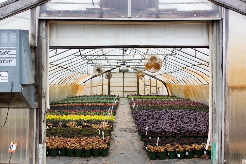 Neonicitinoid-free perennials