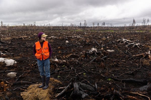 People stand in a burned down forest.