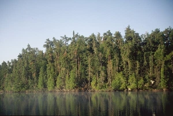 New study makes dire prediction for Minnesota forests