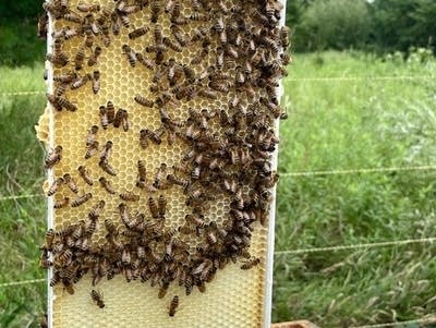 honey and bees visit 