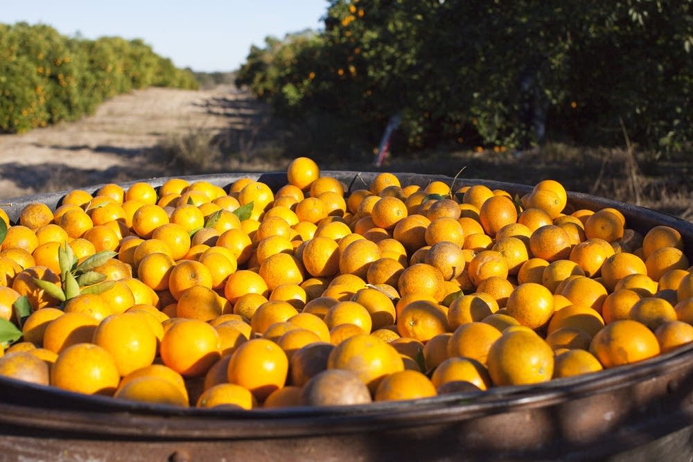 Orange harvest