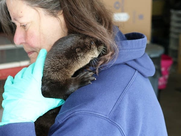 a woman with a baby otter