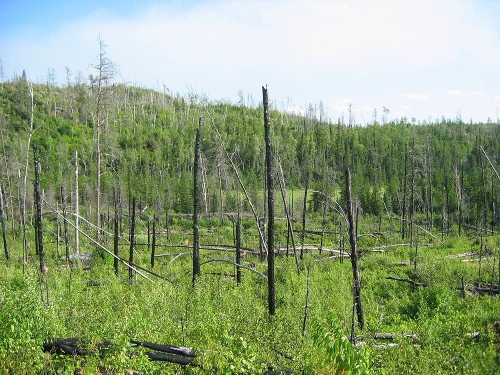 Blowdown area
