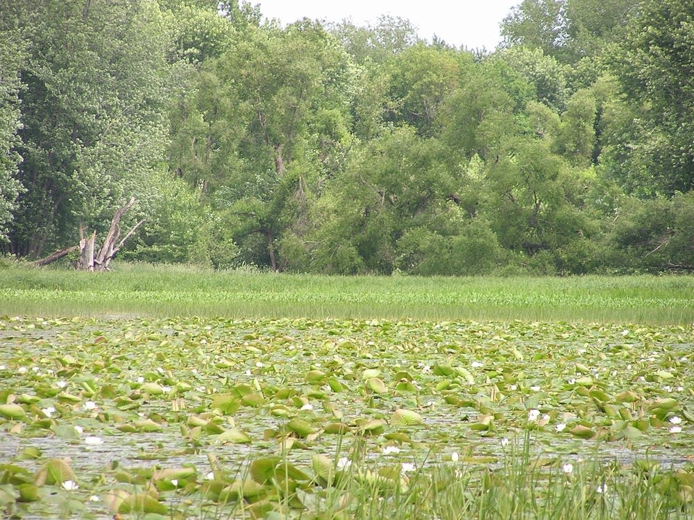 Lilypads