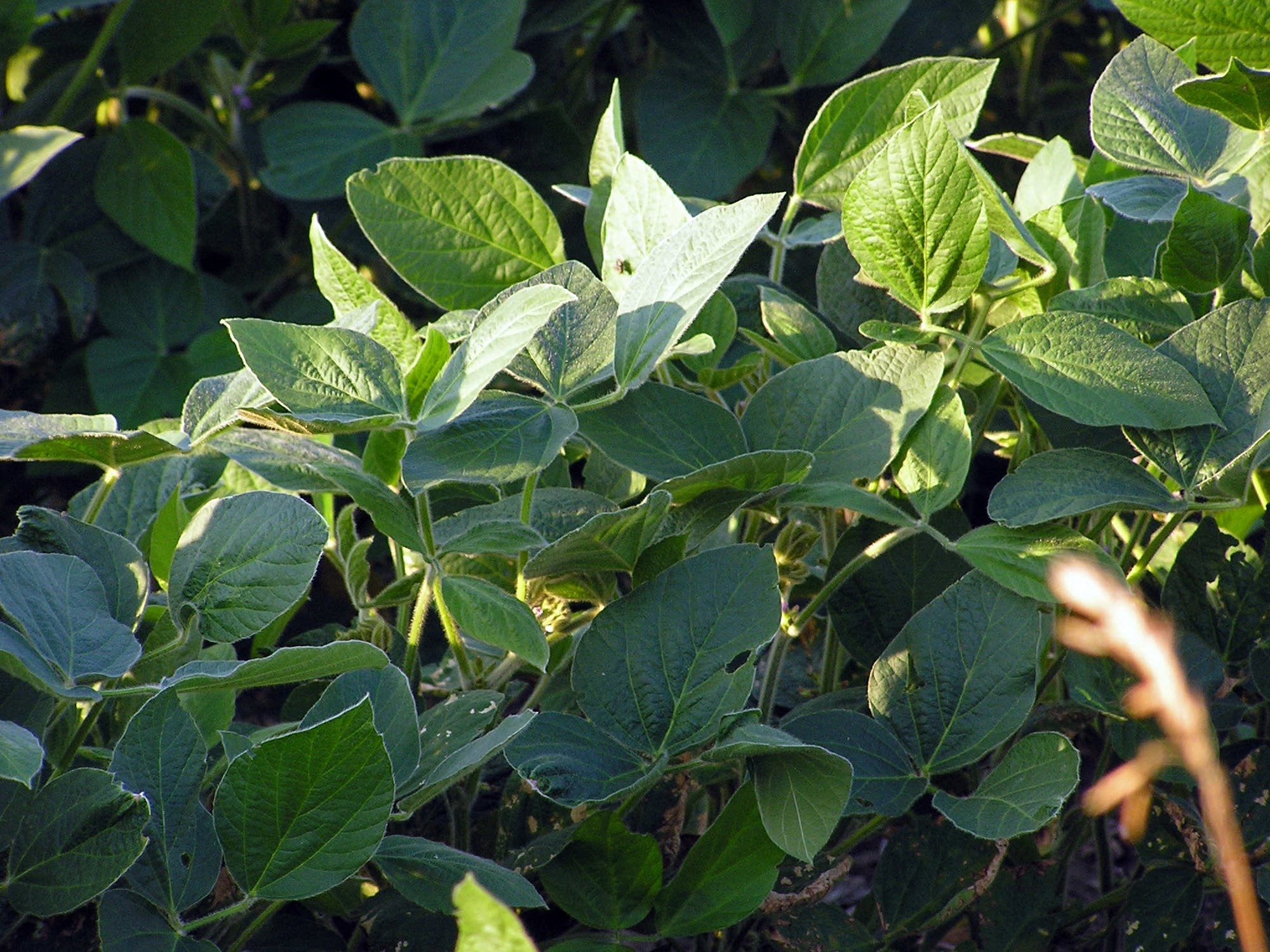 Normal soybean leaves in a field in southern Minnesota.