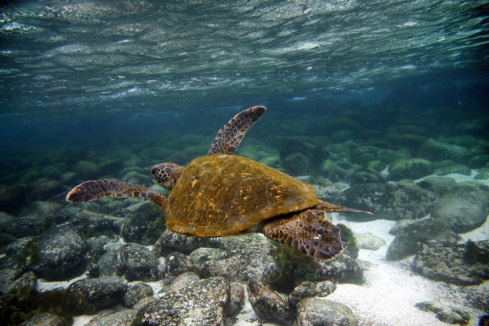 Green sea turtle