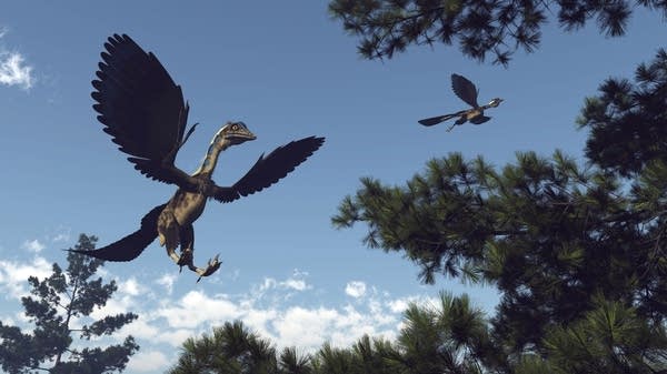 Rendering of a archaeopteryx, a winged dinosaur, flying through pine trees