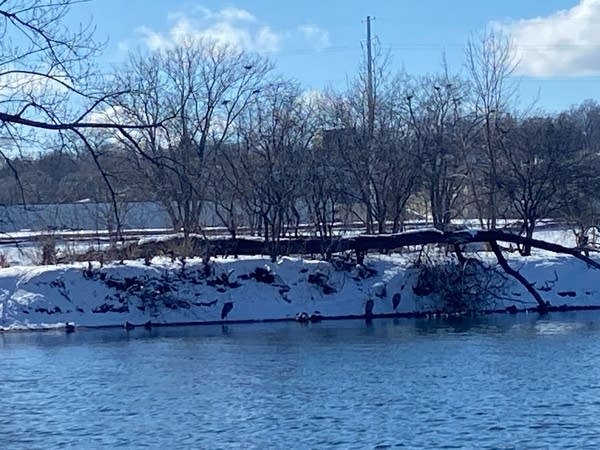 Birders welcome great blue herons back to banks of Mississippi at Saturday event