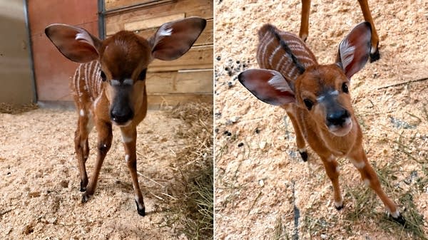 Two baby antelope at a zoo