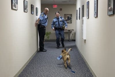 Sergeant Fuzz chases Sergeant Mike Ernster.