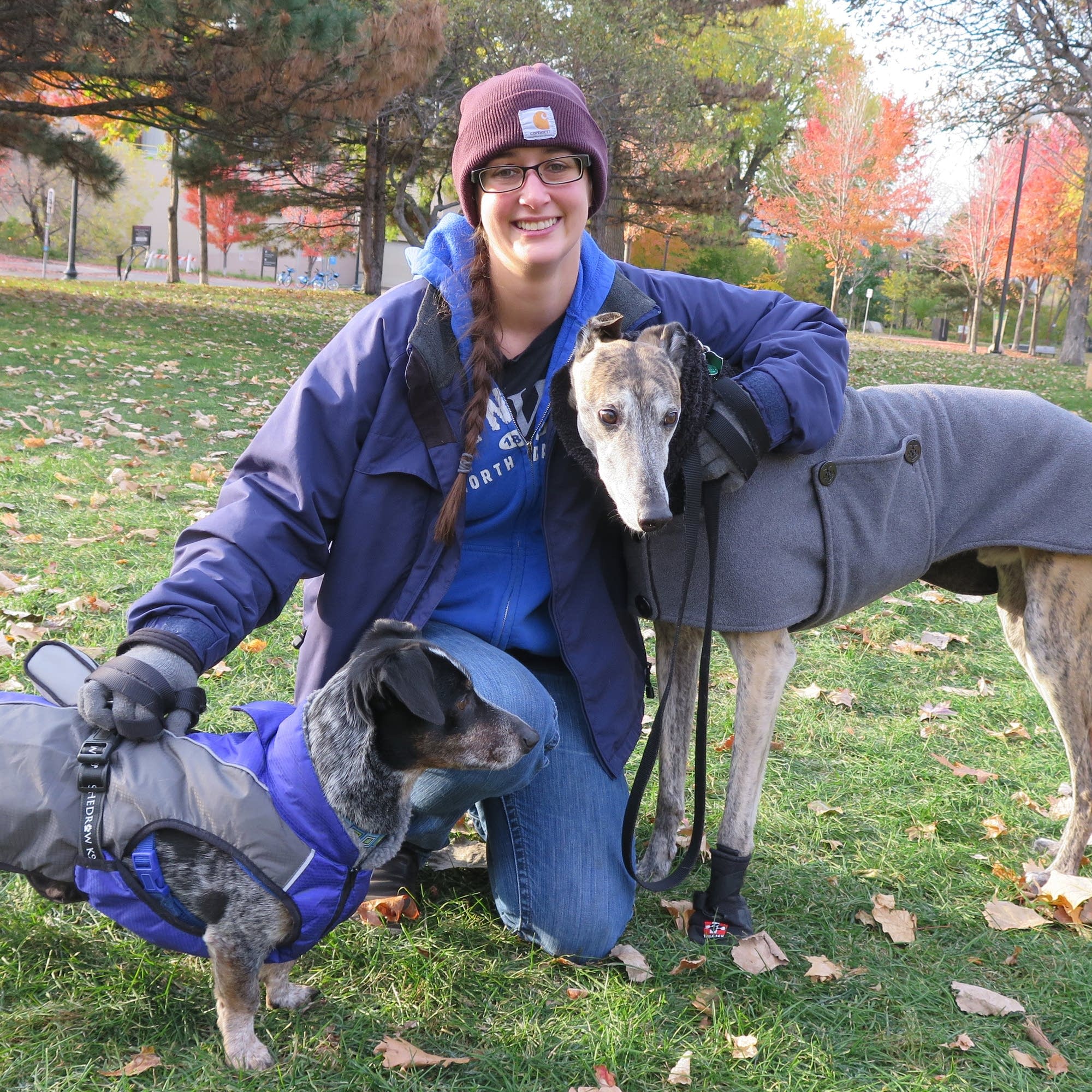 Is A Whippet A Good Apartment Dog