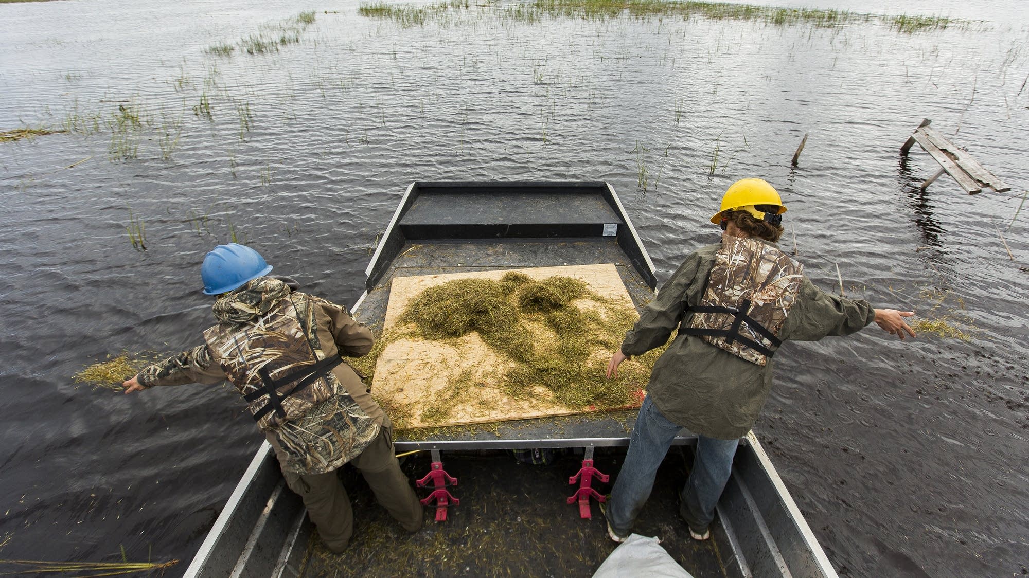 Amber Huse and Josh Frick toss wild rice seeds.