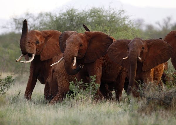 Elephants in Tsavo East national park, Kenya