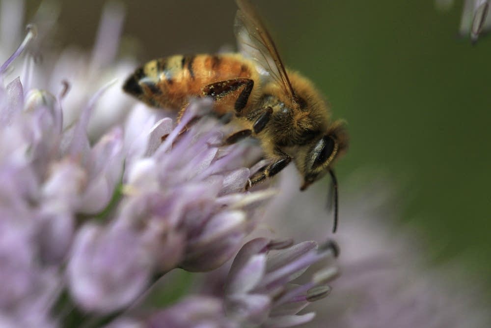 Honeybee collecting pollen