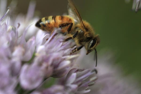 Honeybee collecting pollen