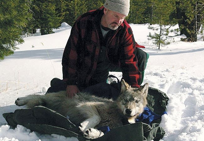 Radio collar on wolf