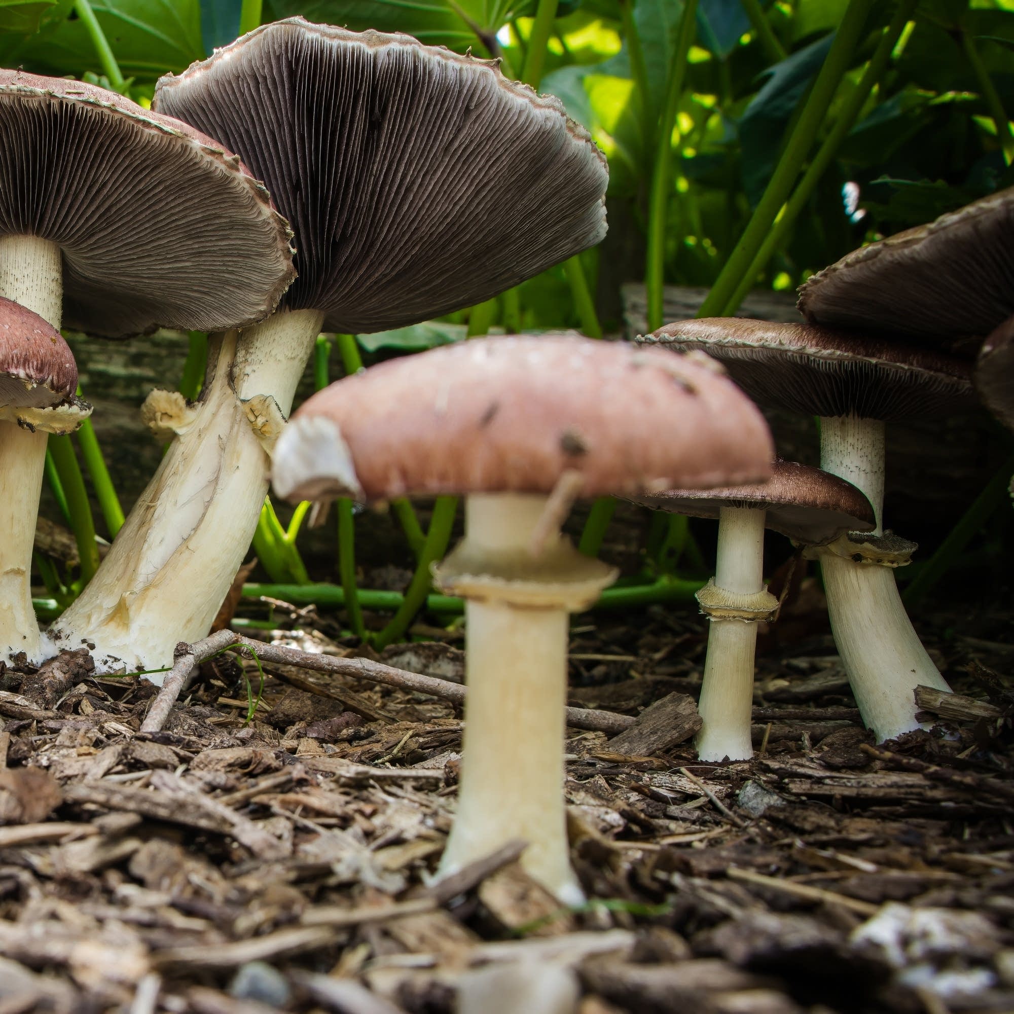 Mushrooms could help curb plastic waste
