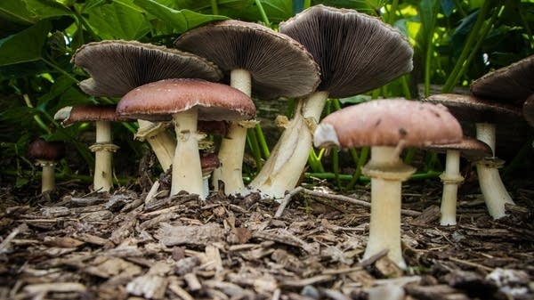 Mushrooms could help curb plastic waste