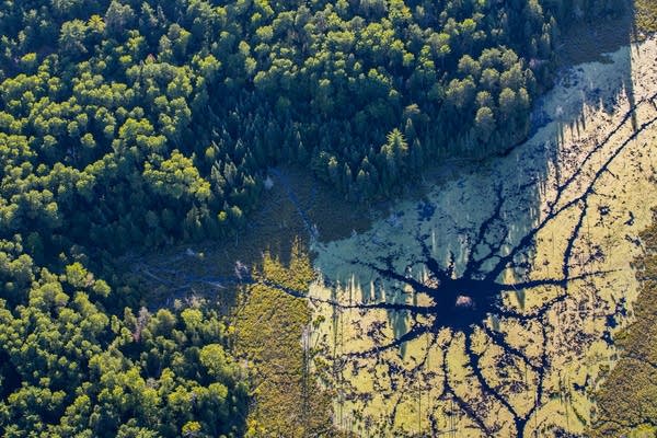 A beaver den from above. 